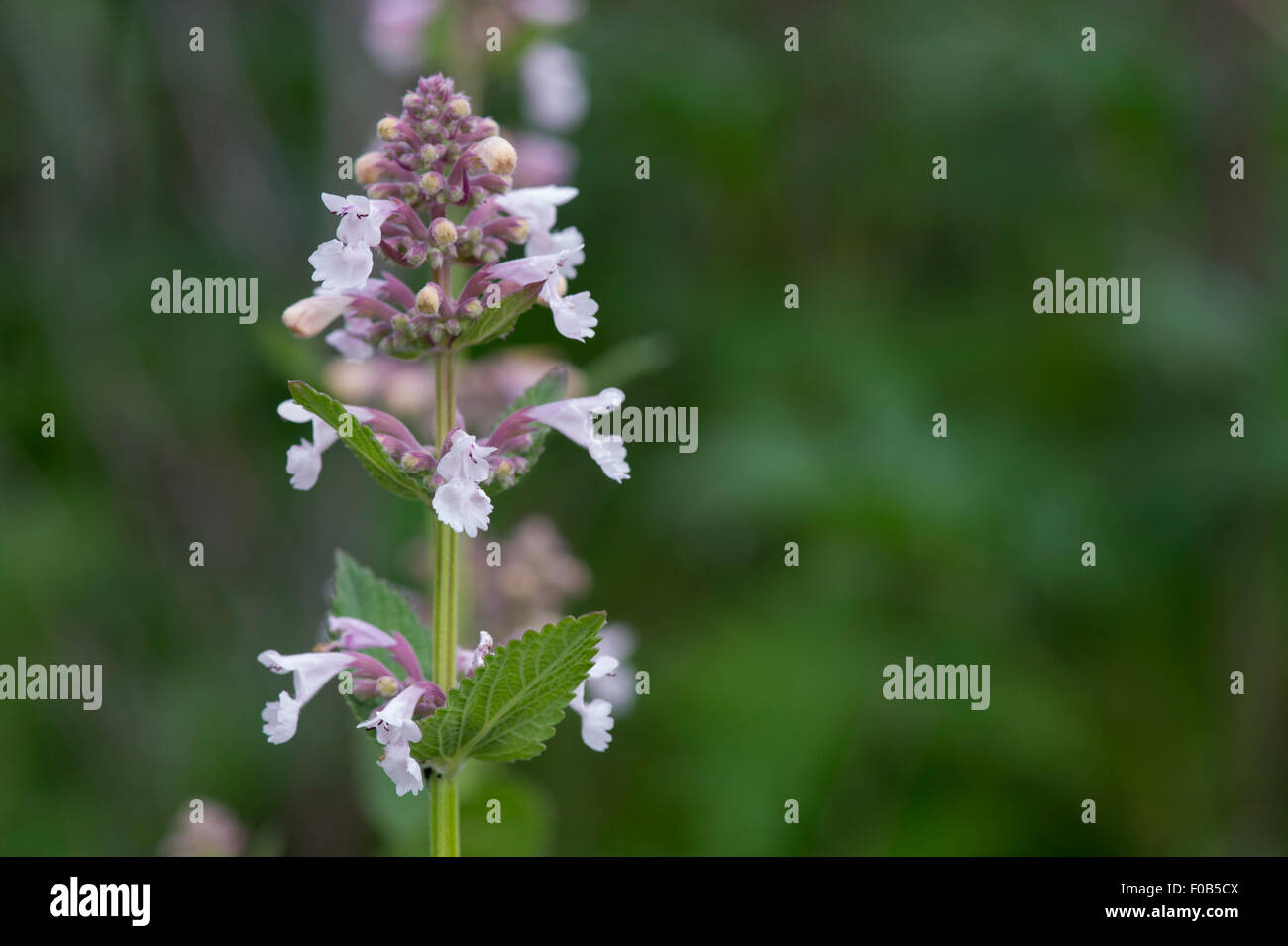 Nepeta subsessilis 'Pink dreams'. Catnip. Catmint Stock Photo