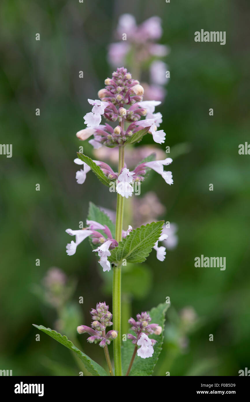 Nepeta subsessilis 'Pink dreams'. Catnip. Catmint Stock Photo