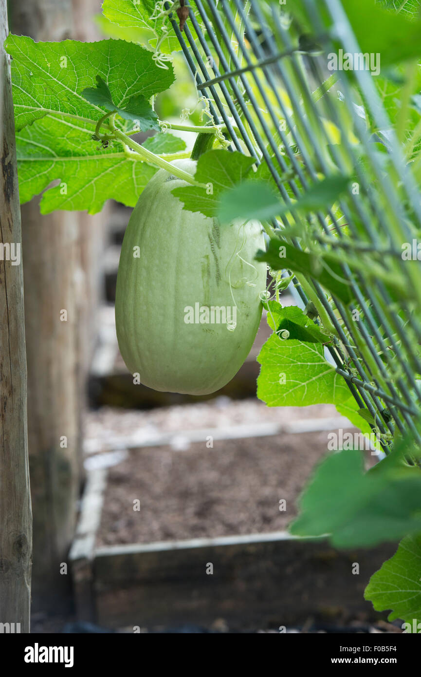 Cucurbita pepo. Spaghetti squash plant grown over a wire frame with a hanging vegetable at RHS Wisley Gardens. Surrey, England Stock Photo