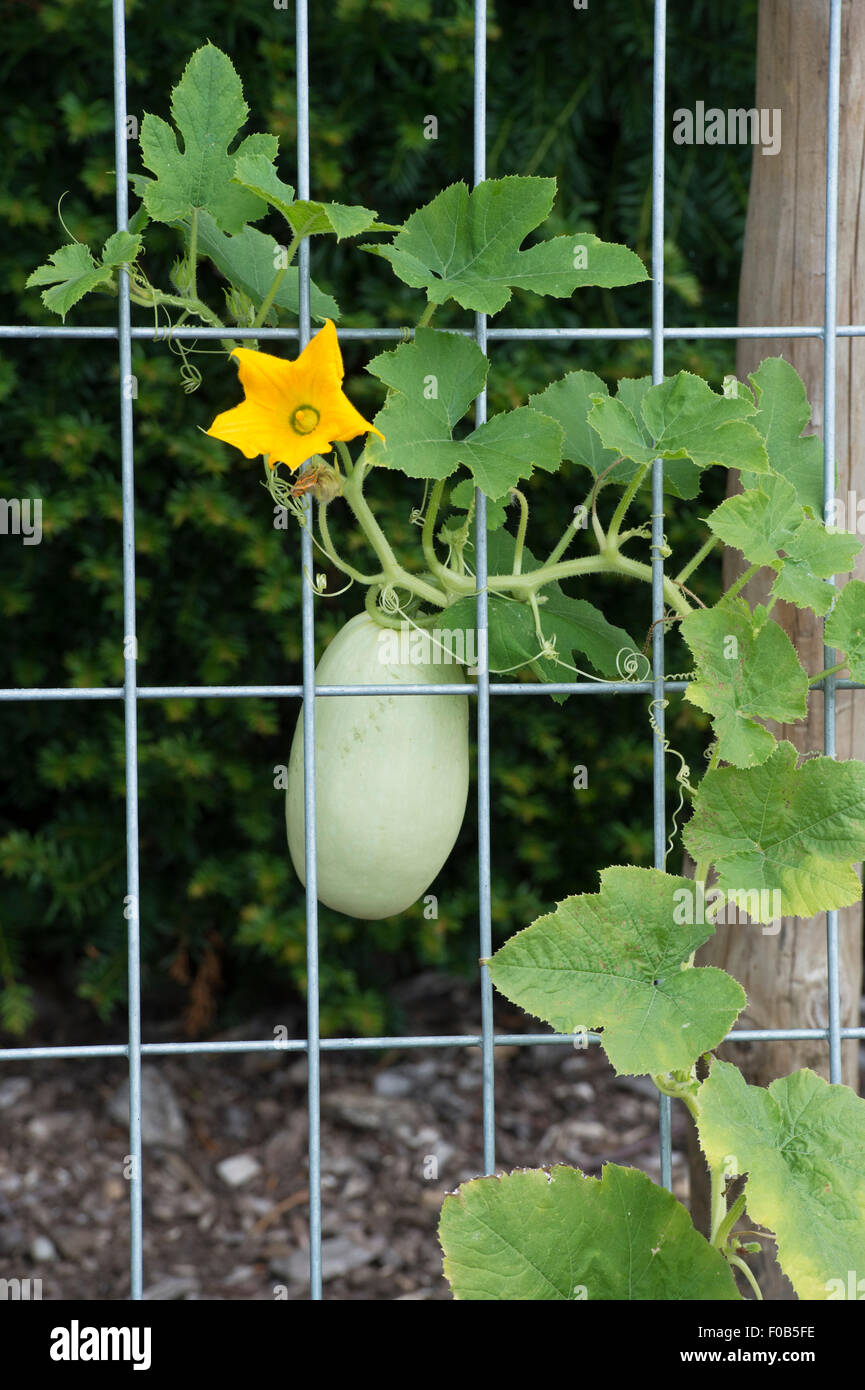Cucurbita pepo. Spaghetti squash plant grown over a wire frame with a hanging vegetable at RHS Wisley Gardens. Surrey, England Stock Photo