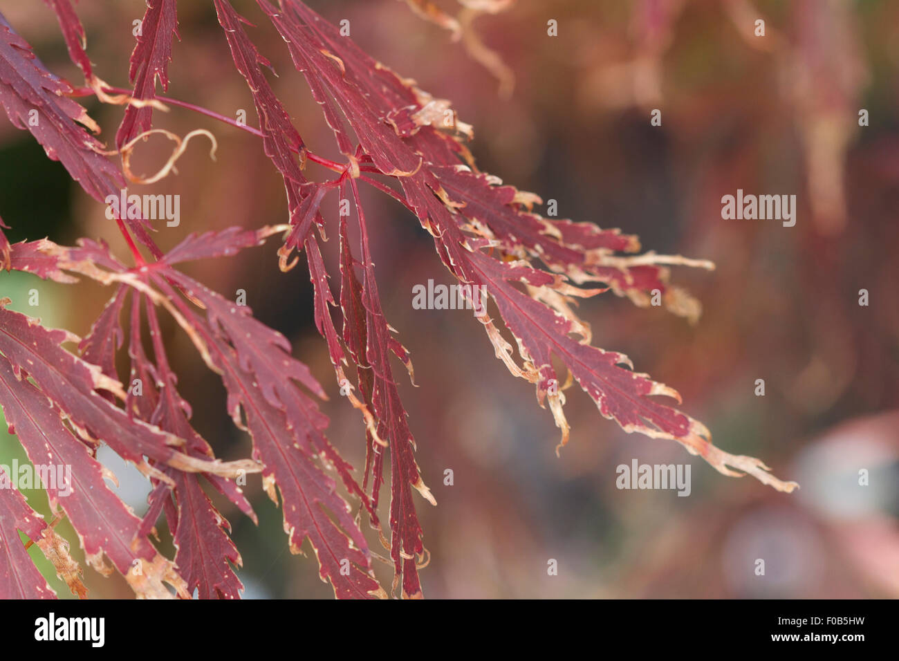 japanese for leaf on the wind japanese for leaf on the wind