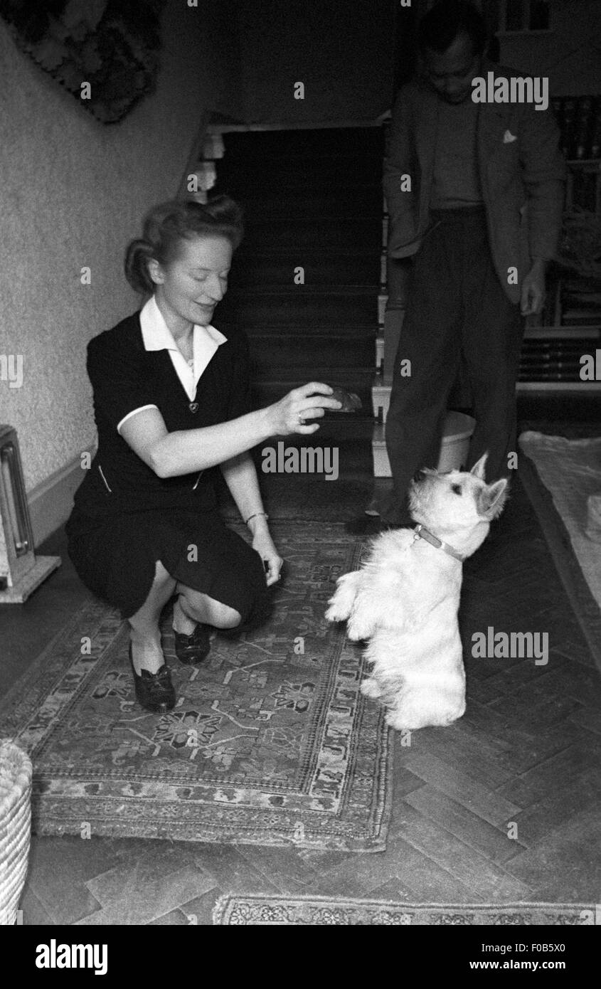 A woman getting her West Highland Terrier dog to do a trick. Stock Photo