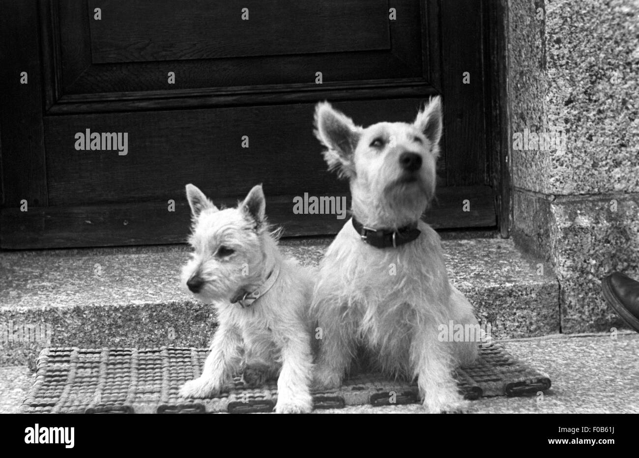West Highland Terrier dogs outside a house Stock Photo
