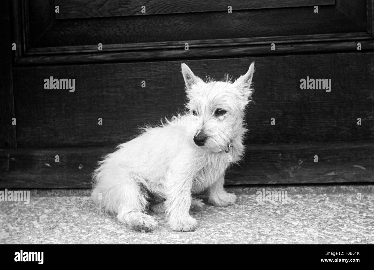 West Highland Terrier dog outside a house Stock Photo