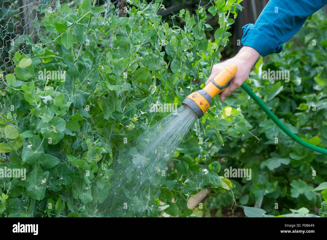 Hosepipe garden hires stock photography and images Alamy
