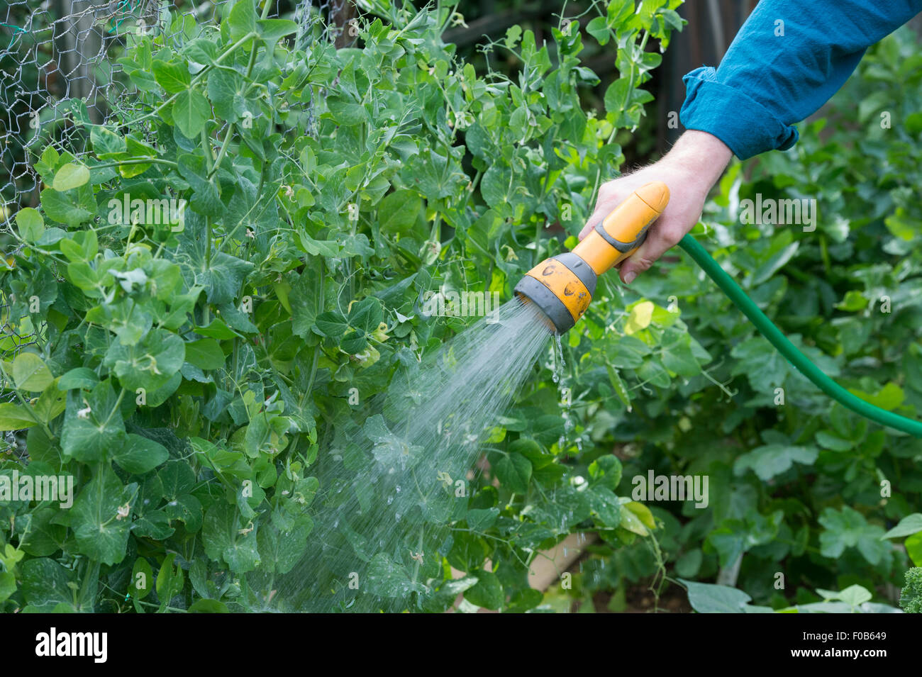 Watering mangetout with a hosepipe in a vegetable garden Stock Photo