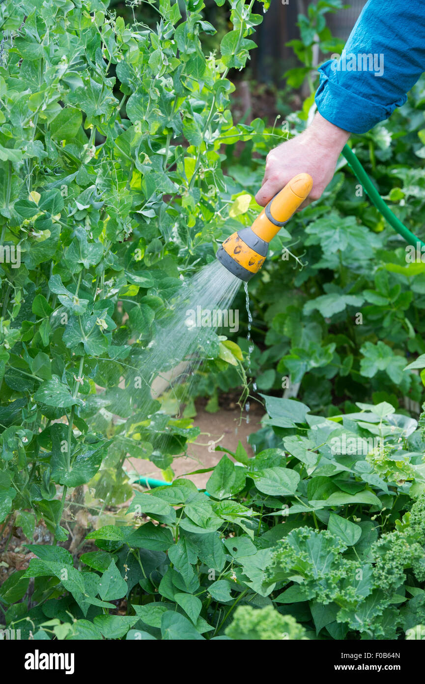Watering mangetout with a hosepipe in a vegetable garden Stock Photo