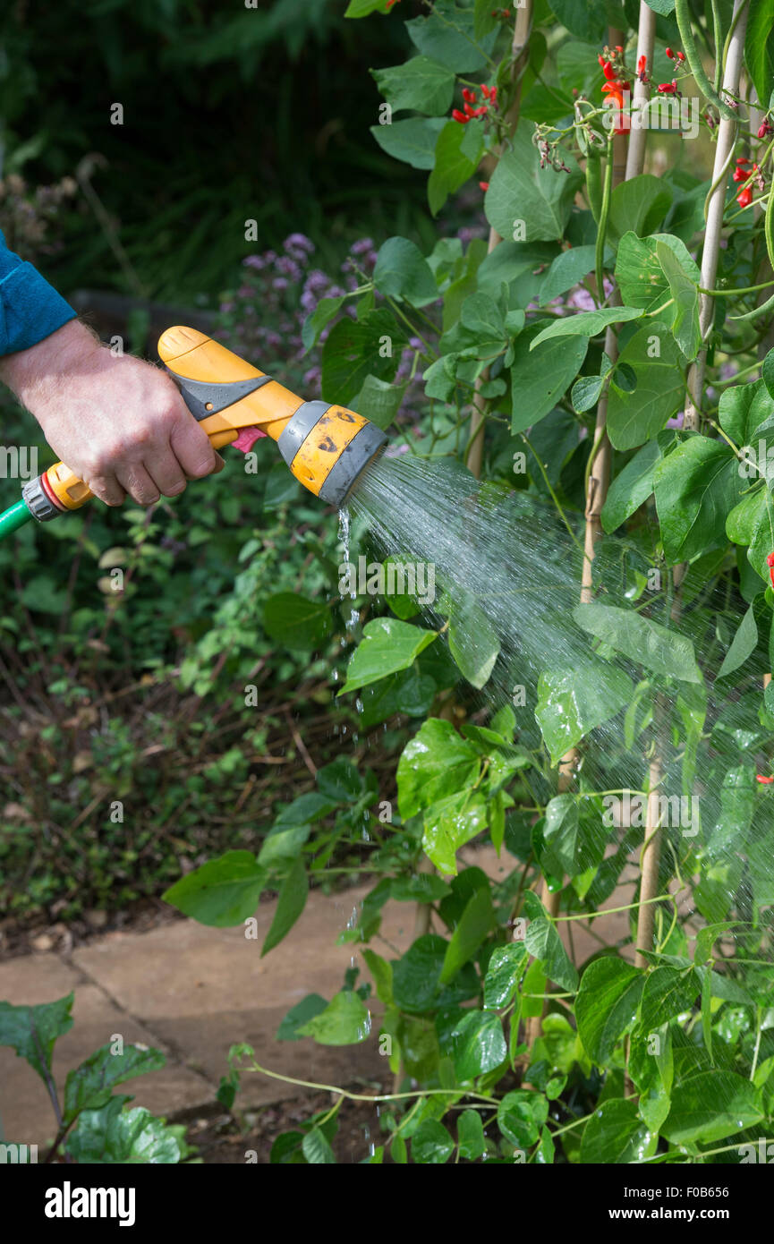 Watering runner beans with a hosepipe in a vegetable garden Stock Photo