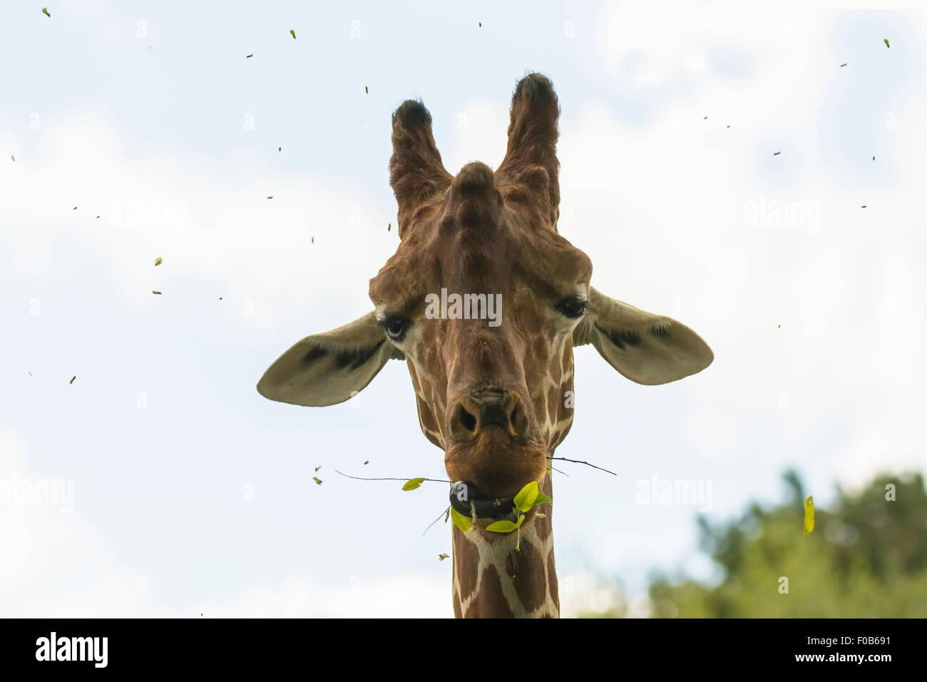 Closeup of a giraffe eating leaves from a tree, the leaves are falling around his head. The Giraffe pulls a funny face Stock Photo