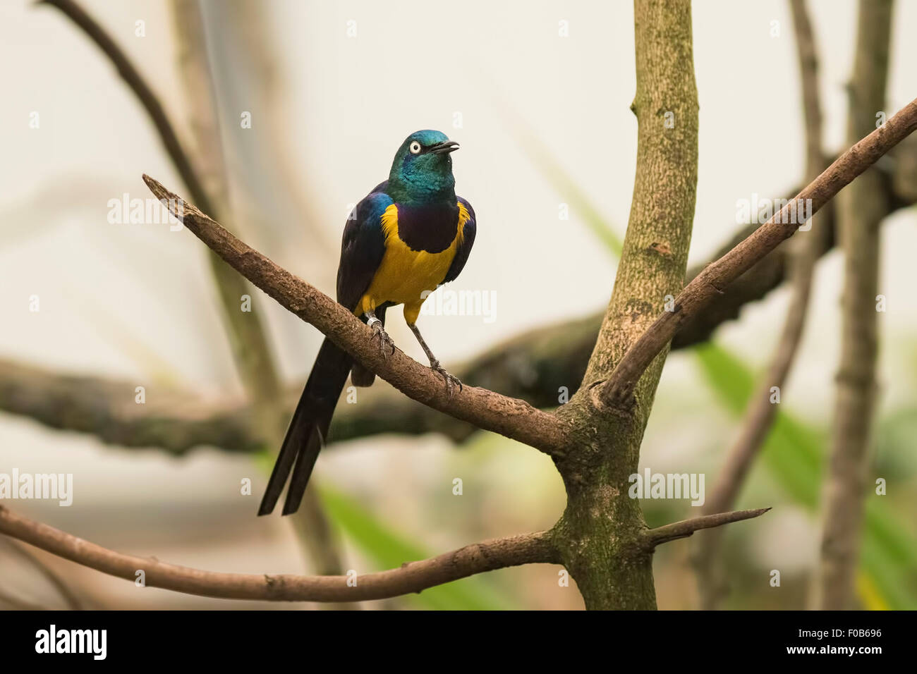 The golden-breasted starling (Lamprotornis regius), also known as royal starling. The golden-breasted starling is distributed in Stock Photo