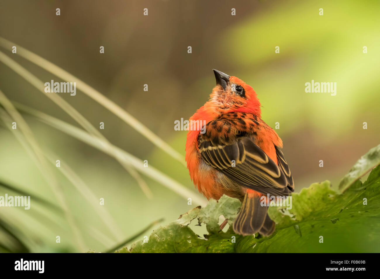 Closeup of a red fody (Foudia madagascariensis) bird, sometimes known ...