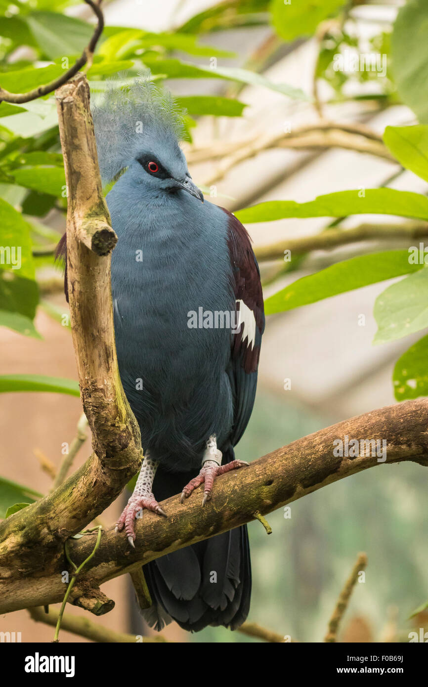 Closeup of a Victoria crowned pigeon (Goura victoria) in captivity, these birds are native to the lowland and swamp forests of n Stock Photo