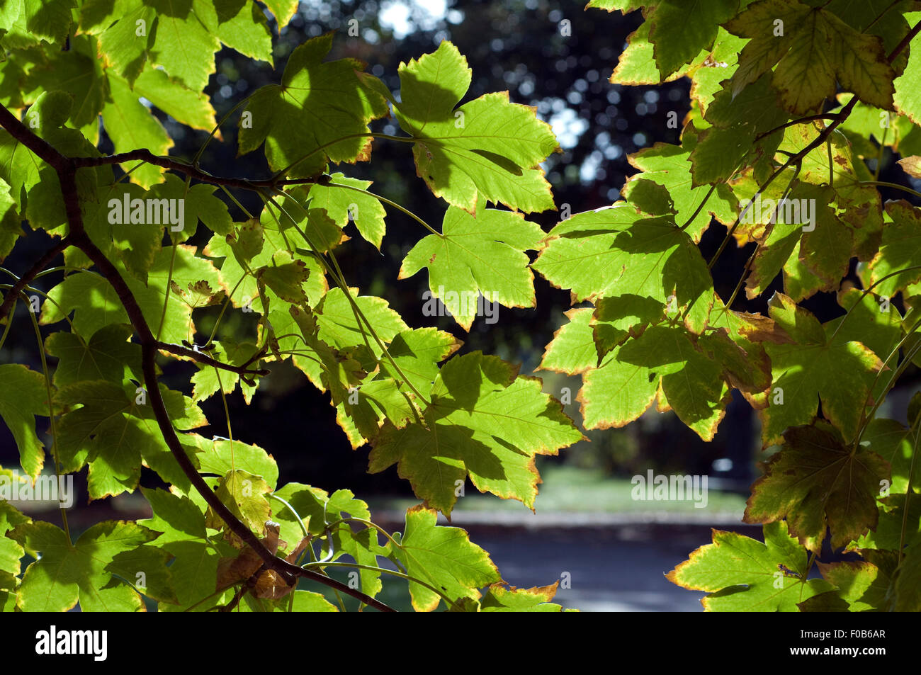 Herbstblaetter Stock Photo