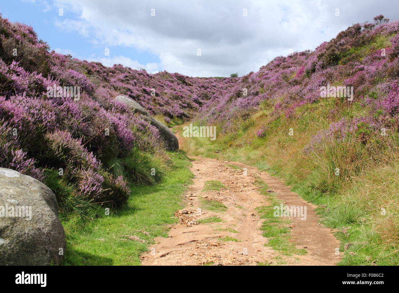 A path cuts through a ravine in  heather moorland in the Peak District National Park, Derbyshire, England UK Stock Photo