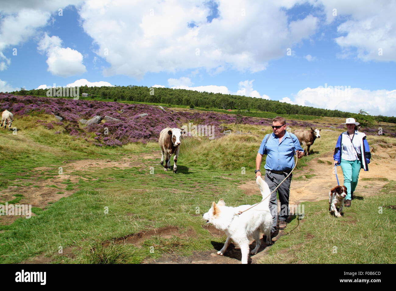A inquisitive cow and dog exchange glances on moorland near Sheffield in the Peak District National Park, England UK Stock Photo