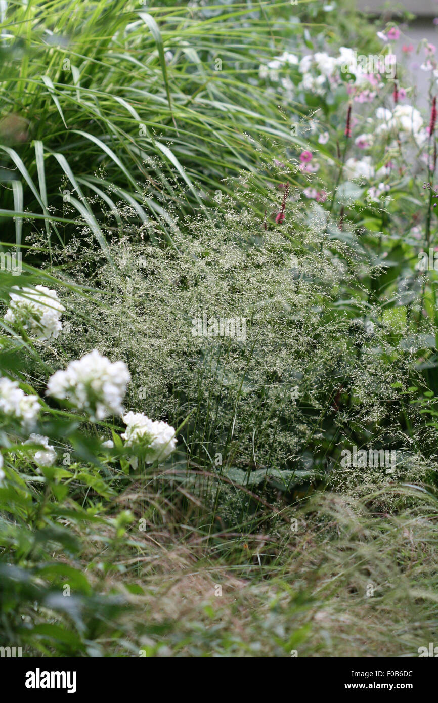 Masses of tiny flowers of Deschampsia cespitosa, tufted hair grass, create a haze or froth in summer flower border Stock Photo