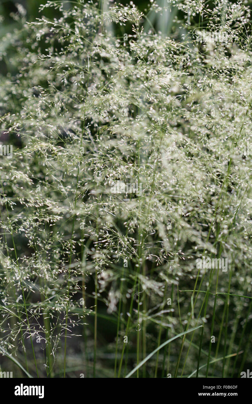 Masses of tiny flowers of Deschampsia cespitosa, tufted hair grass, create a haze or froth in summer Stock Photo
