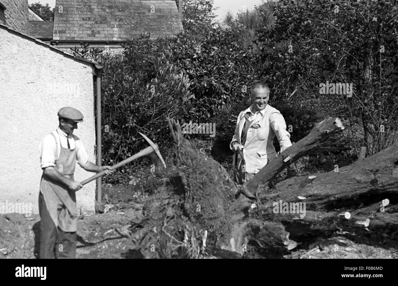 Two adult men cutting down a tree Stock Photo - Alamy