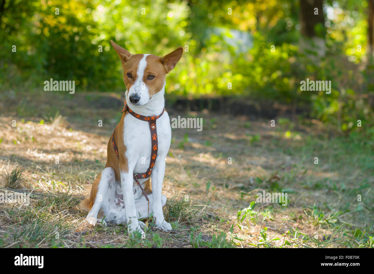 Gorgeous basenji having rest at summer morning Stock Photo - Alamy