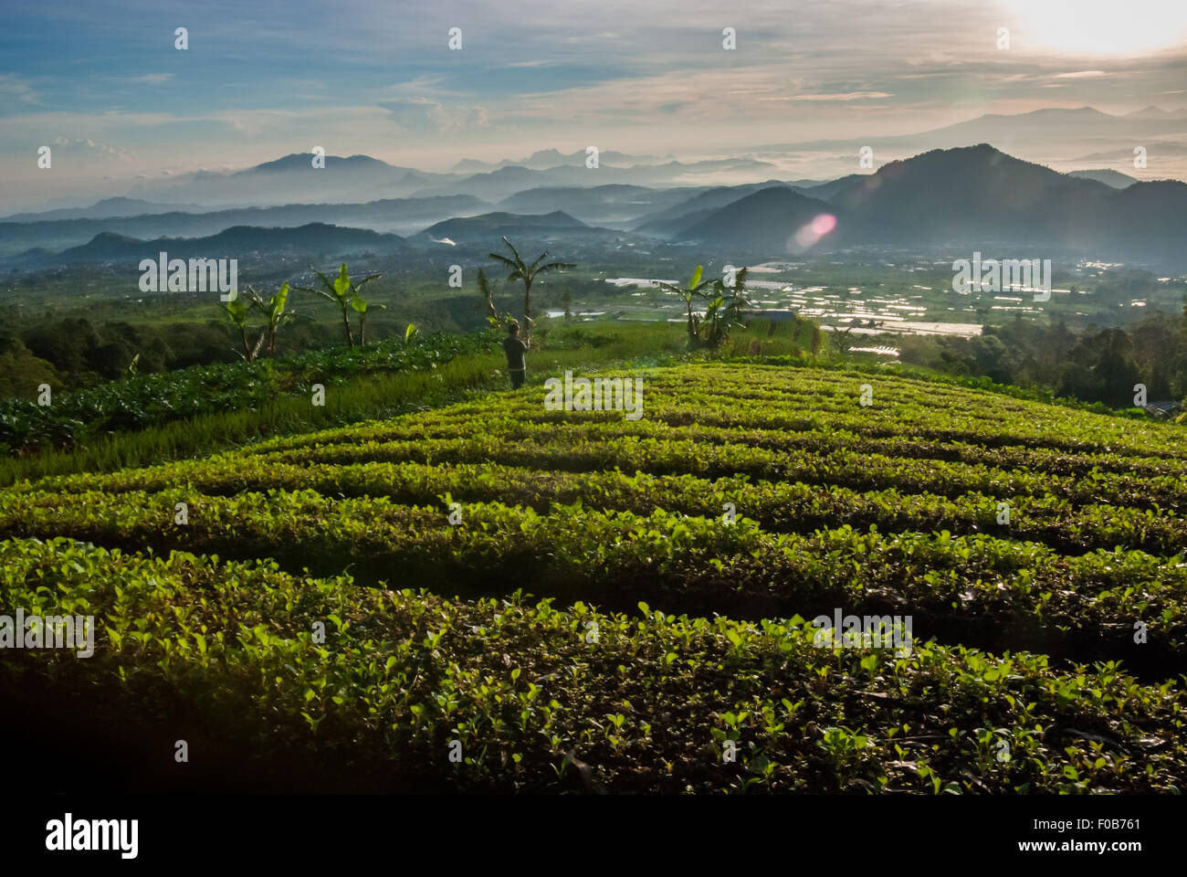 Morning view of agricultural fields in West Java, Indonesia. Stock Photo