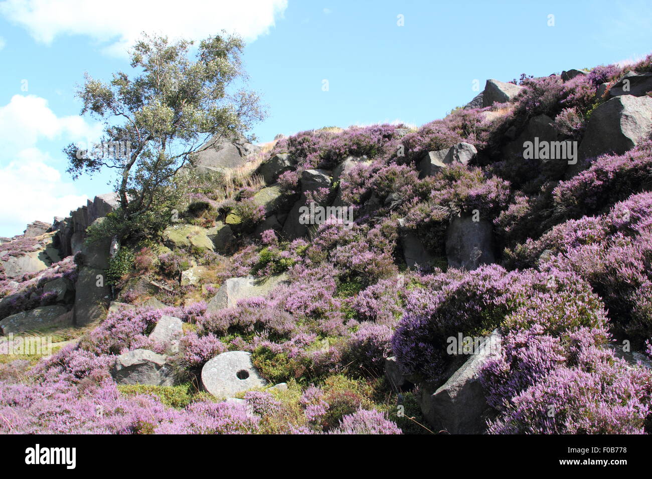 A tree grows by a abandoned millstone on heather moorland at Burbage Edge in the Peak District National Park, England UK Stock Photo