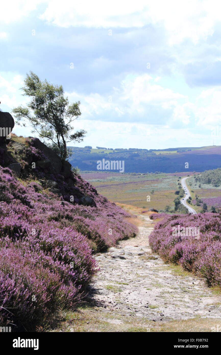 Flowering heather on Burbage Edge near Sheffield  in the Peak District National Park, England UK Stock Photo