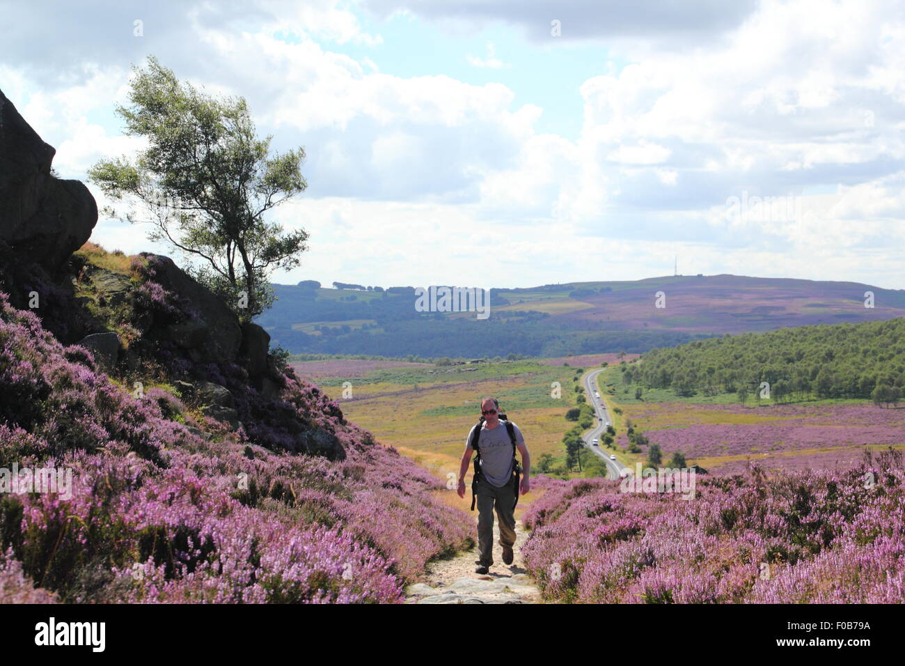 A male walker pass flowering heather on Burbage Edge near Sheffield  in the Peak District National Park, England UK Stock Photo