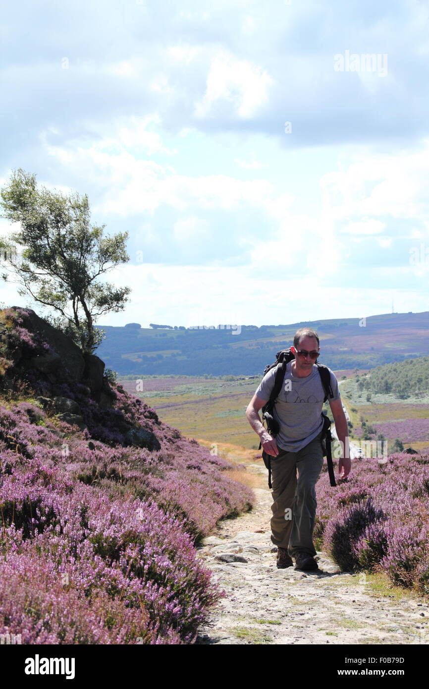 A walker passes flowering heather on Burbage Edge near Sheffield  in the Peak District National Park, England UK Stock Photo