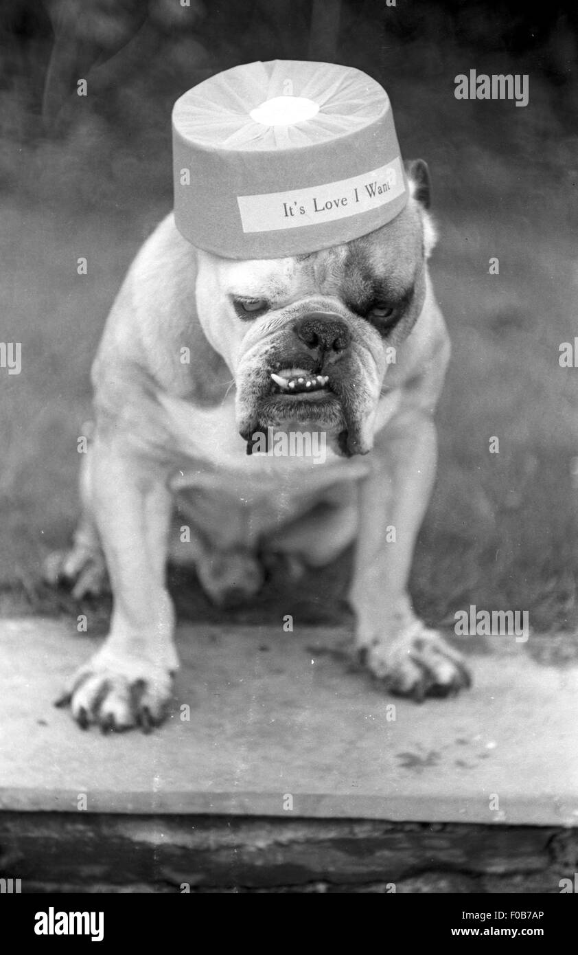 English Bulldog and Berliner, streamers Stock Photo - Alamy