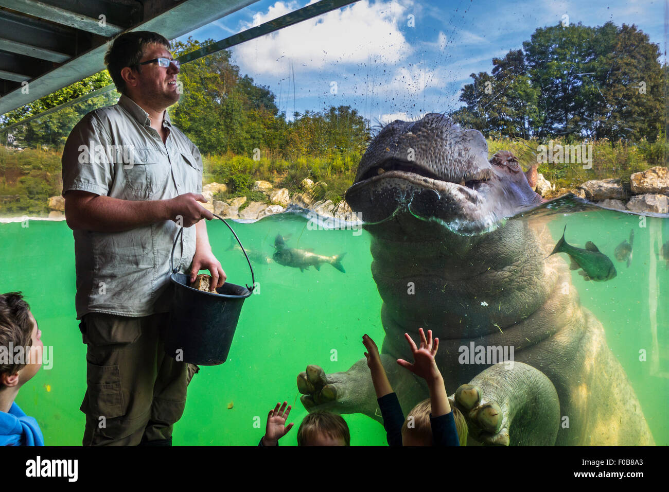 Children looking at zookeeper feeding hippopotamus / hippo