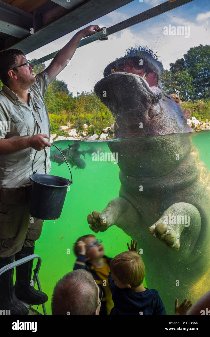 Children looking at zookeeper feeding hippopotamus / hippo