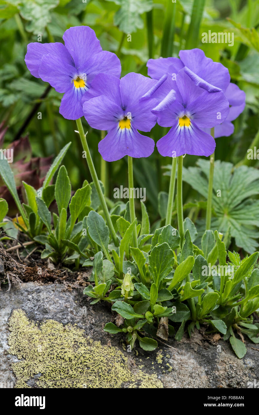 Long-spurred violet / mountain violets (Viola calcarata) in flower in the Alps Stock Photo