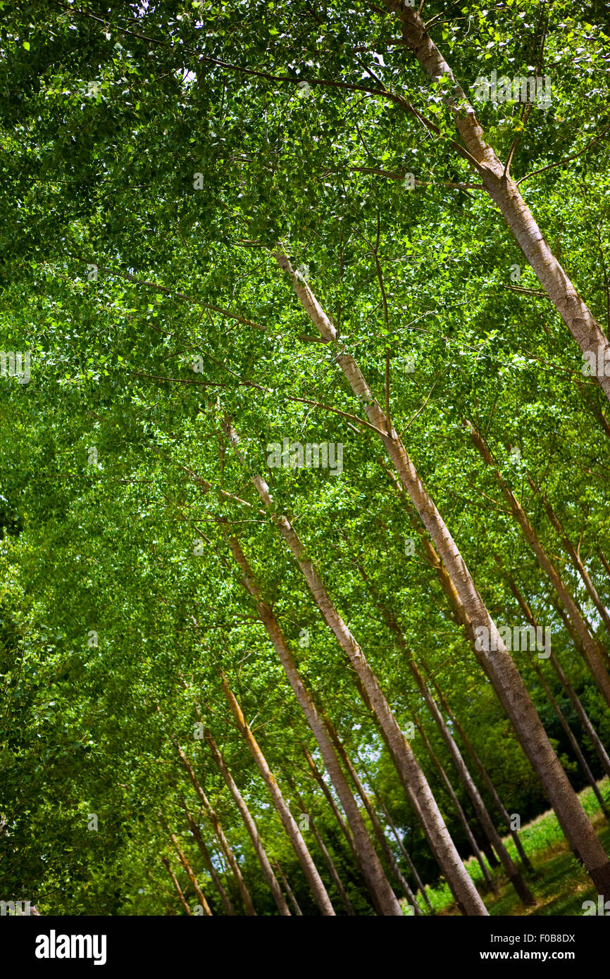 Trees in a French wood in Summer Stock Photo Alamy
