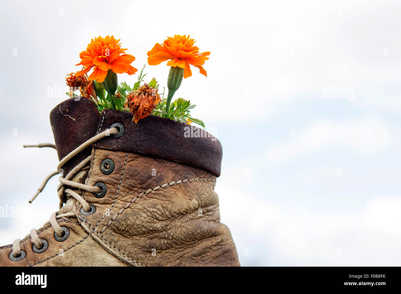 old shoe with orange flowers planted Stock Photo