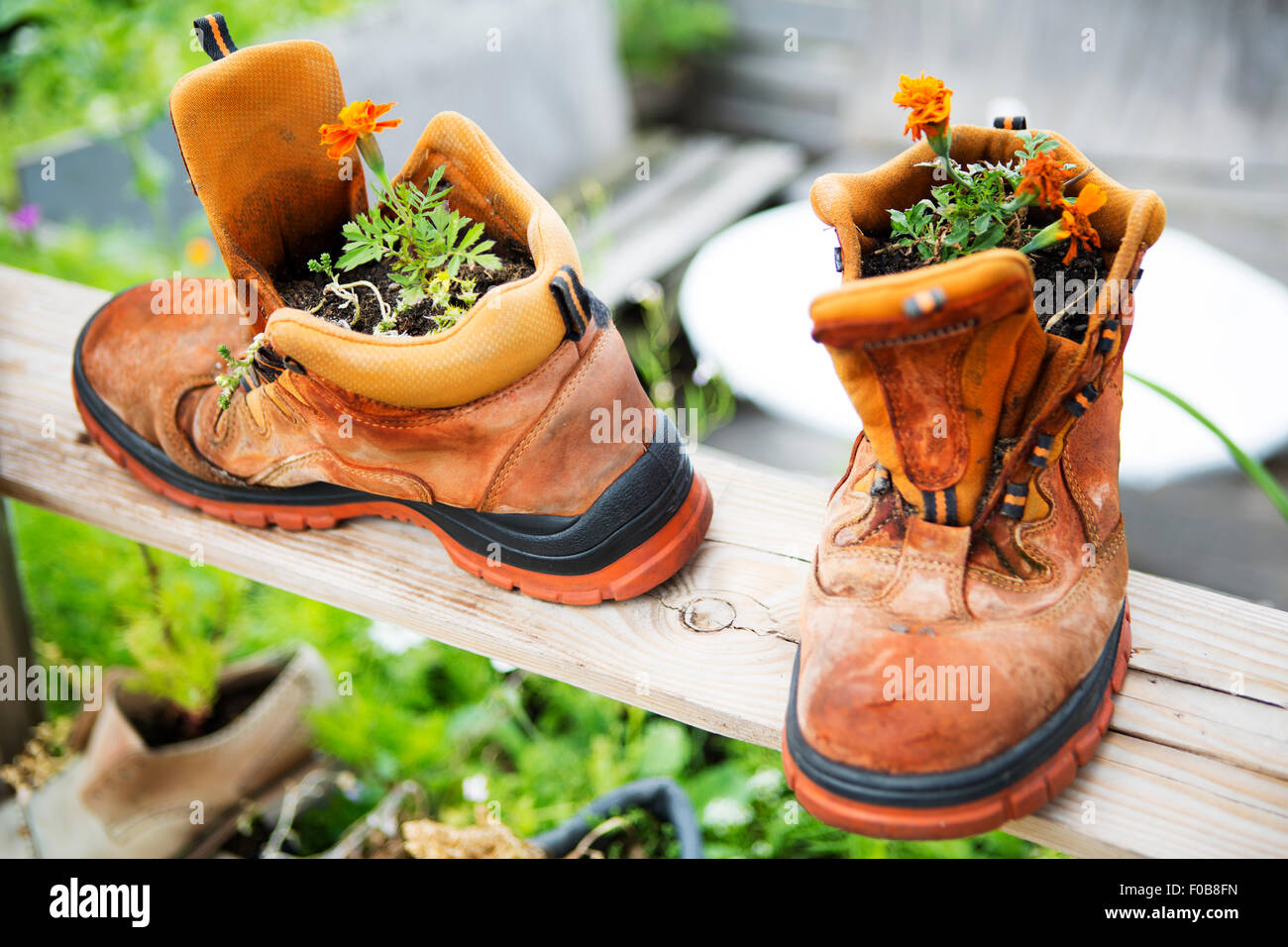 orange flowers planted in two old boots Stock Photo