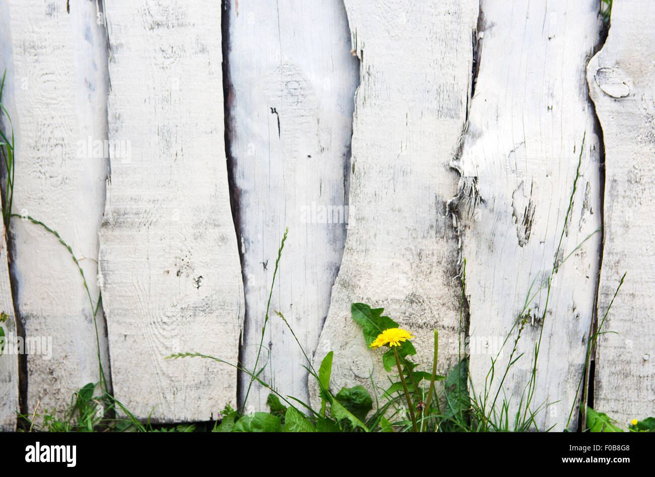 white wooden fence painted and with grass and dandelion Stock Photo Alamy