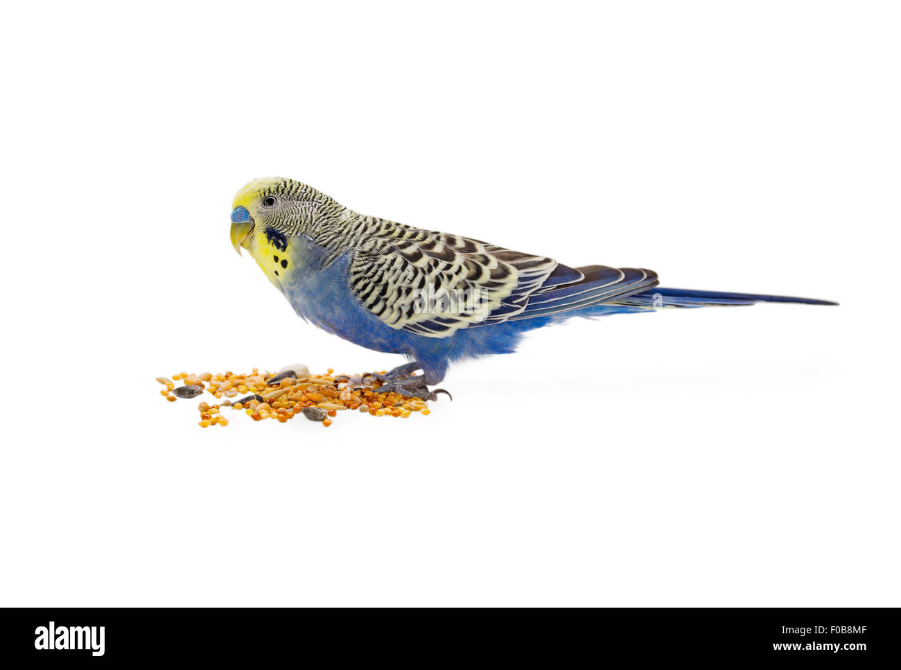 budgie eating on a white background Stock Photo