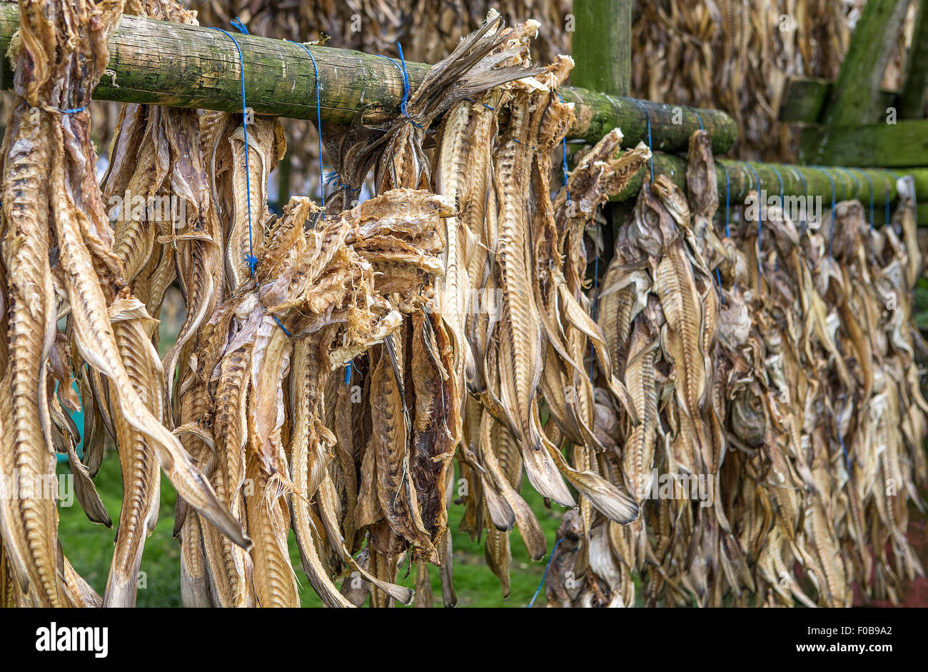 Image shows a rack with dried cod on Iceland Stock Photo Alamy