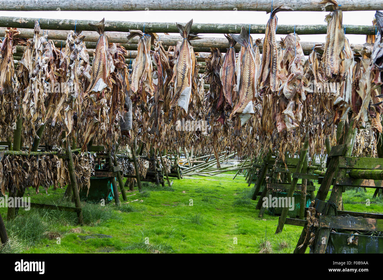 Image shows a rack with dried cod on Iceland Stock Photo - Alamy