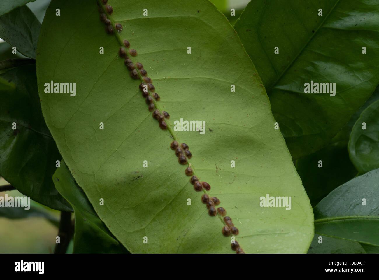 Scale insect on citrus leaves Stock Photo Alamy