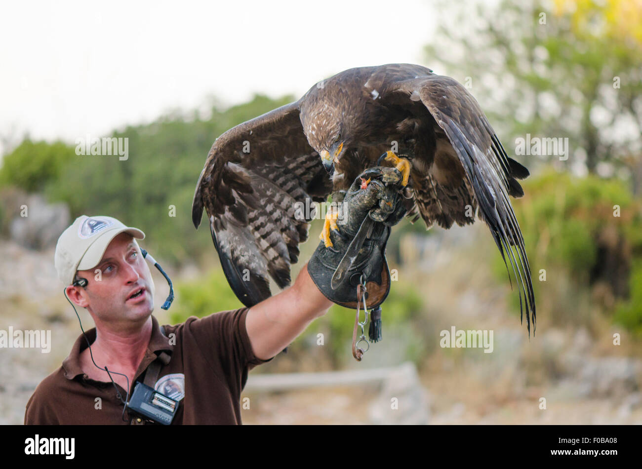 Golden Eagle Trainer Stock Photos Golden Eagle Trainer