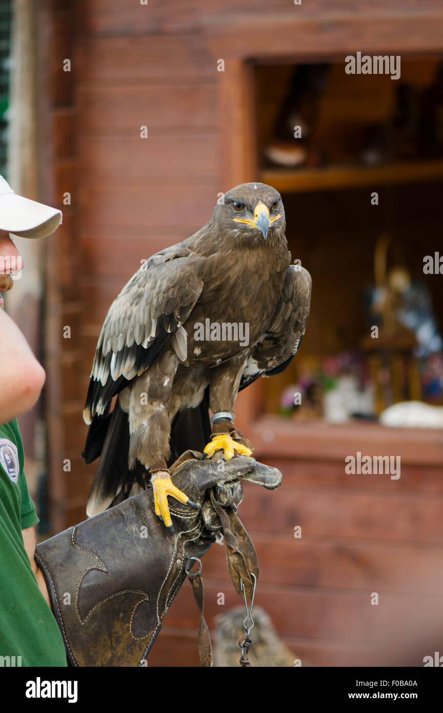 Golden eagle, Aquila chrysaetos, at Falconry show in mountains, Benalmadena, Spain. Stock Photo