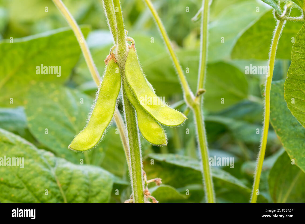 Young green soya bean in the backlit sunlight. Close-up. Stock Photo