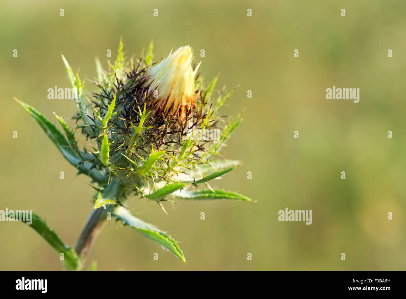 Bud Carline thistle (Carlina vulgaris) on a blurred background. Close-up. Stock Photo