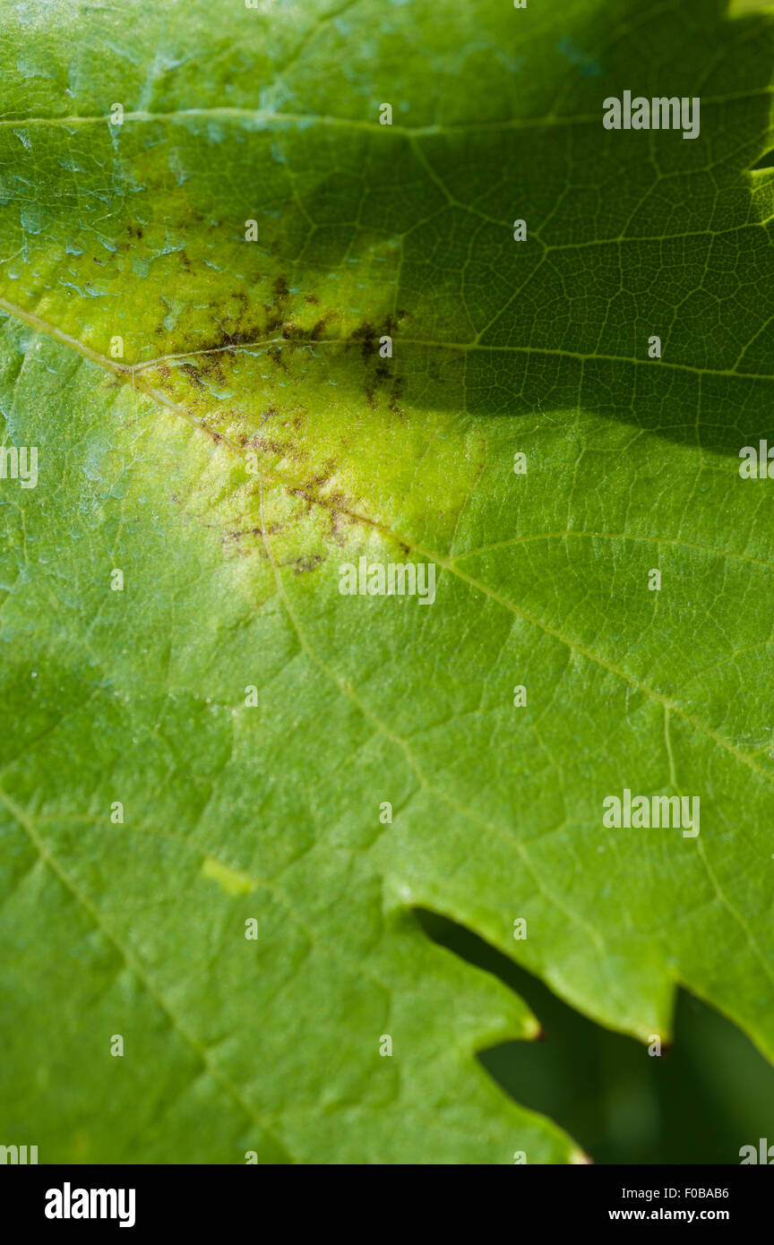 Downey Mildew (plasmopara viticola). One of the most important grapewine's disease Stock Photo