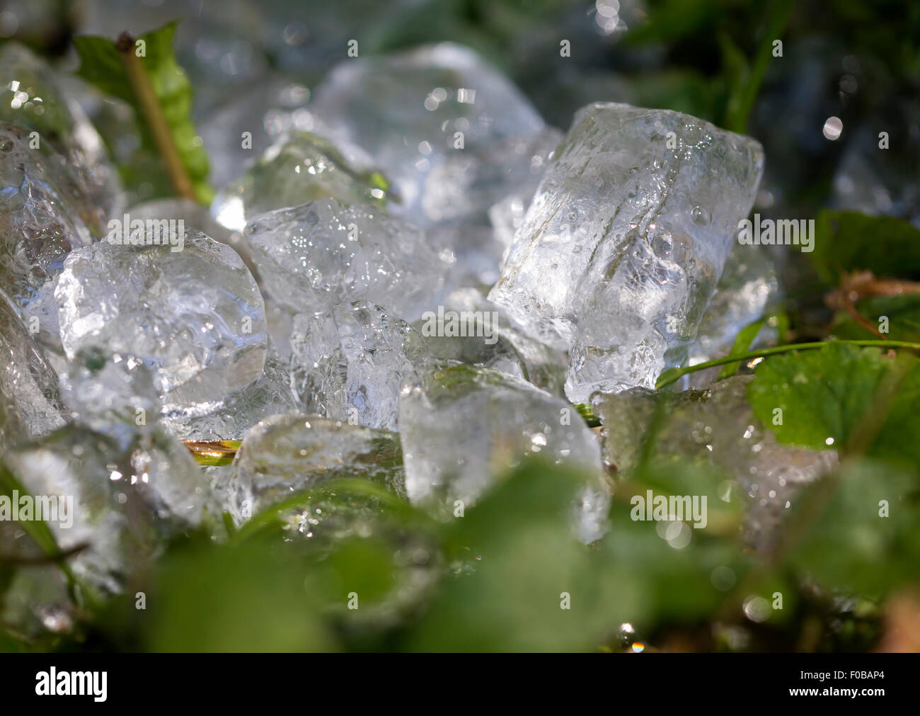Ice cubes on wet green leaf background Stock Photo
