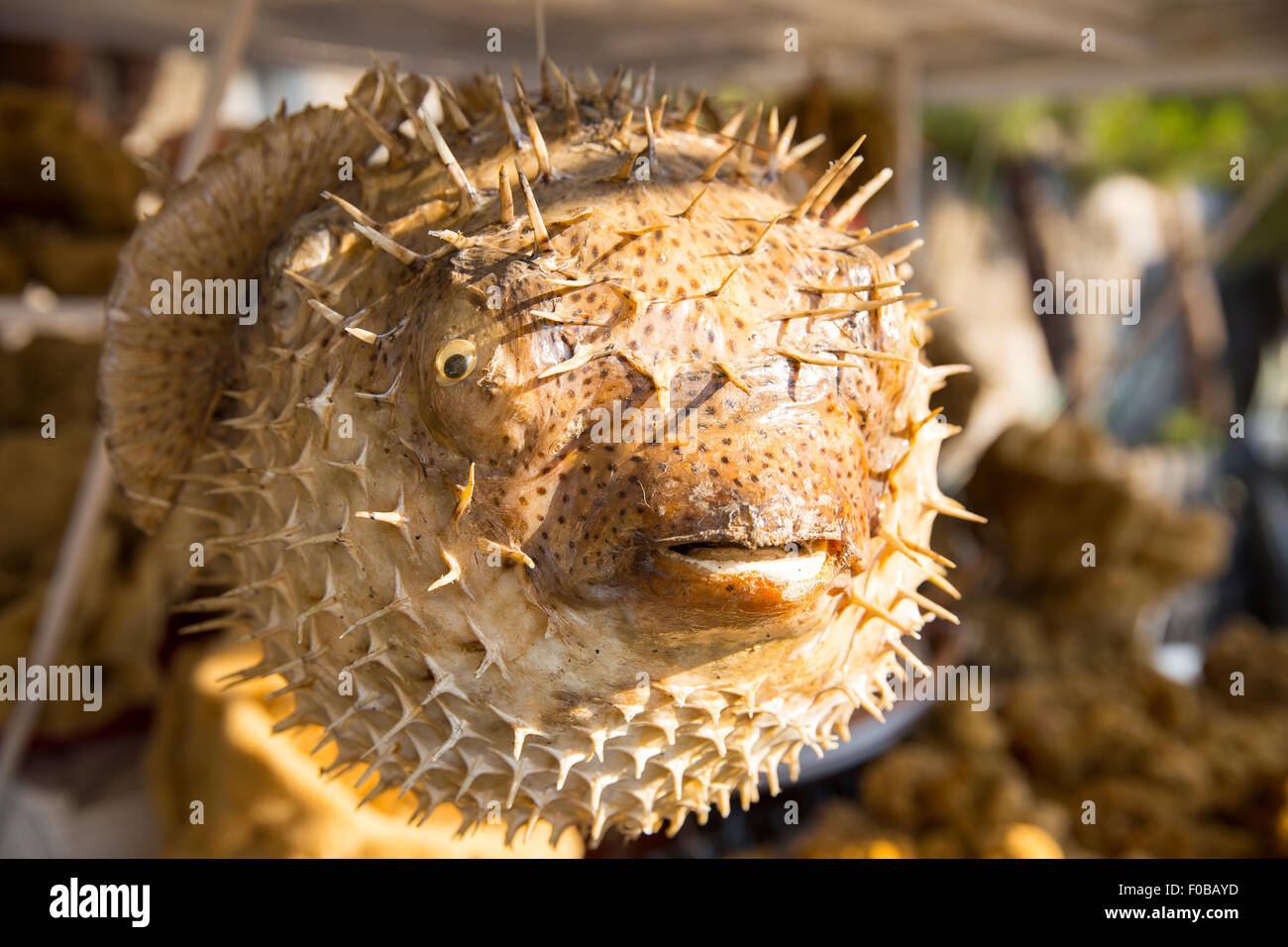 Lifeless dried puffer fish hung with rope at the fish market Stock Photo
