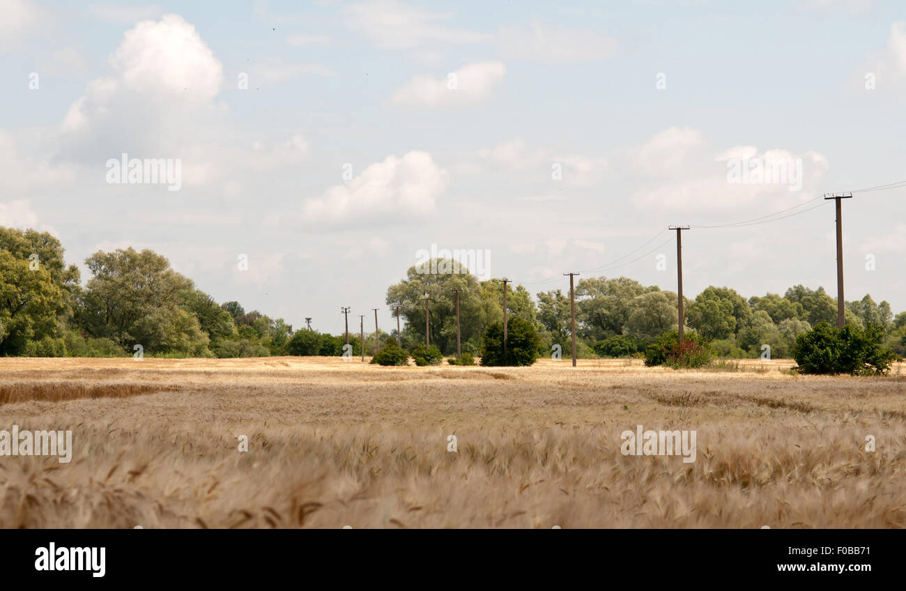 summer landscape with Wheat Field and Clouds Stock Photo - Alamy