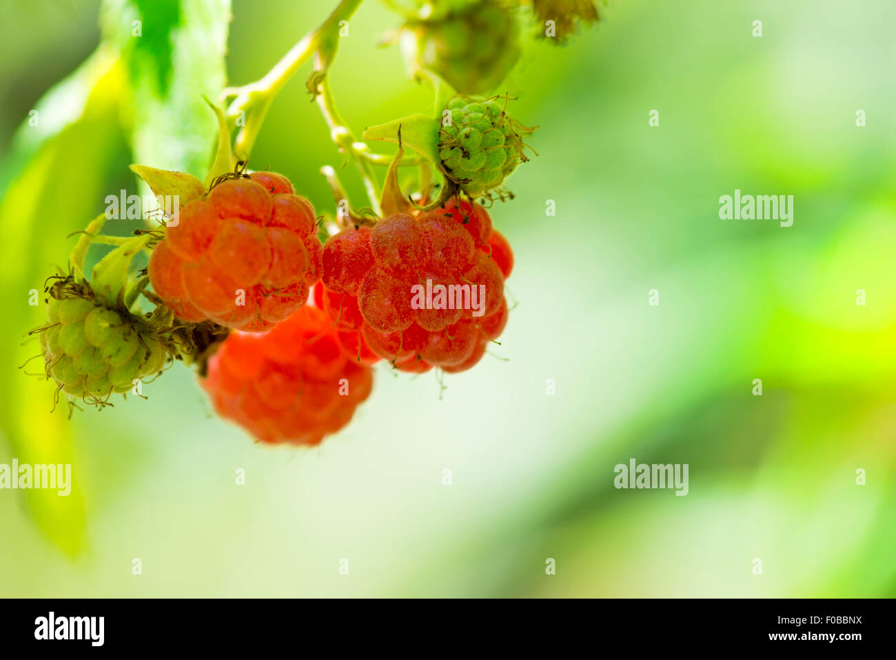close-up of the ripe raspberry in the fruit garden Stock Photo