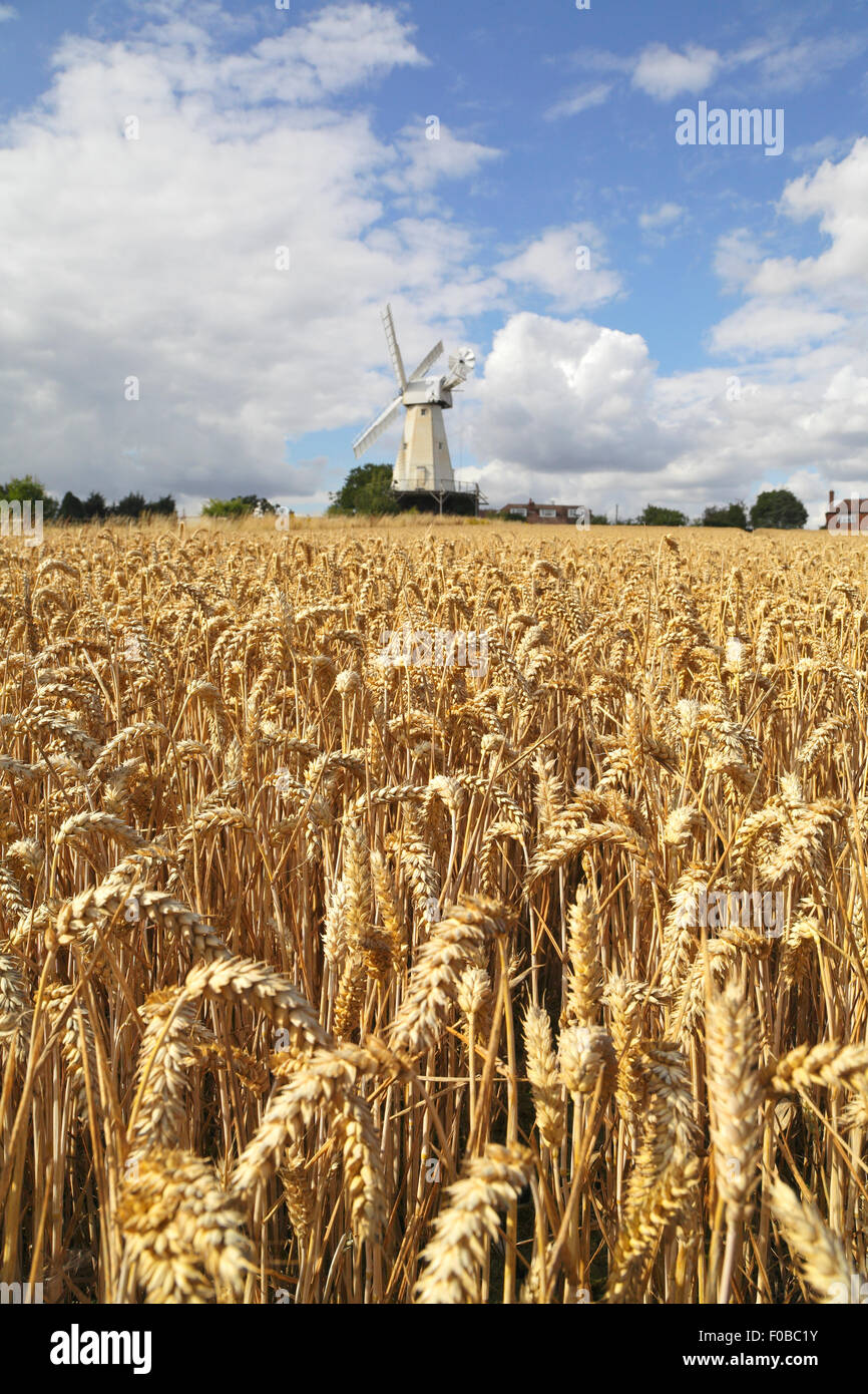 Harvest Time at Woodchurch Windmill, Kent, England, UK Stock Photo
